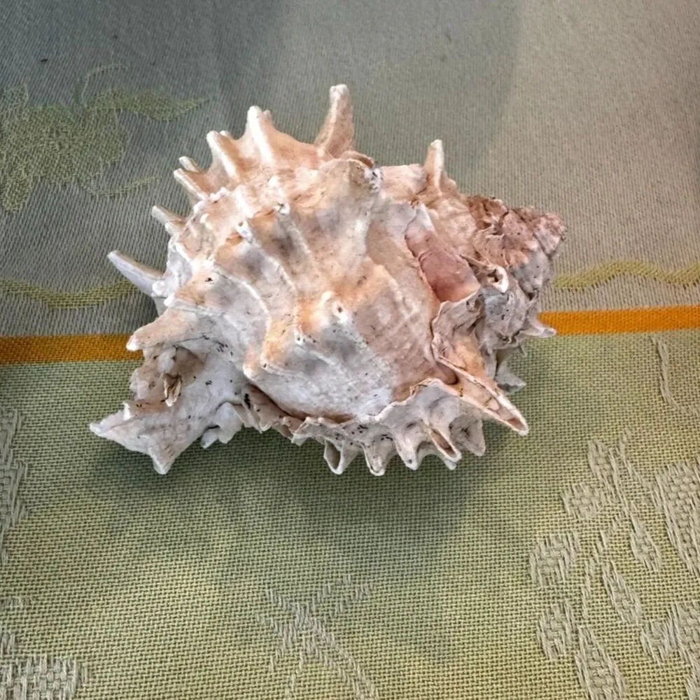 4 Murex sea shells white and pink